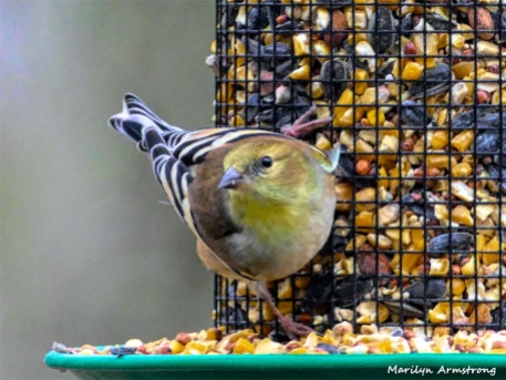 180-Warbler-Small-Saturday-Birds-12152018_013