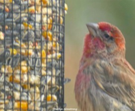 180-Red-Finch-Bird-20181128_035