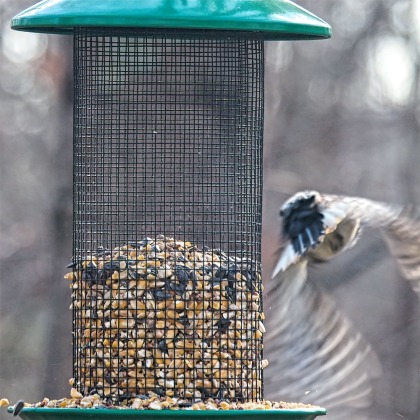 300-Square-Fly-Away-Woodpecker-Last-Sunday-Birds-12292018_202