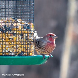 300-Square-Last-Sunday-Red-Finch-12302018_236