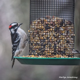 300-Square-Newer-Woodpecker-Monday-Birds-New-Lens-12172018_315