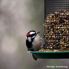 350-Square-Woodpecker-Monday-Birds-New-Lens-12172018_316