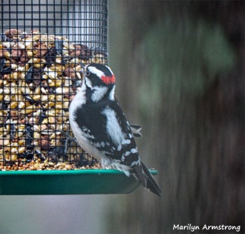 350-Woodpecker-Monday-Birds-New-Lens-12172018_312