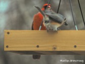 300-cardinal-and-titmouse-final-tuesday-birds-01292019_108
