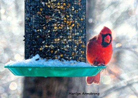 300-cardinal-frozen-monday-birds-01212019_01