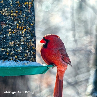 300-cardinal-frozen-monday-birds-01212019_059