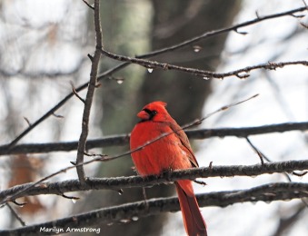 Cardinal, well-fed!