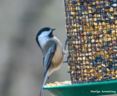 And the inevitable chickadee because there are so many here ...