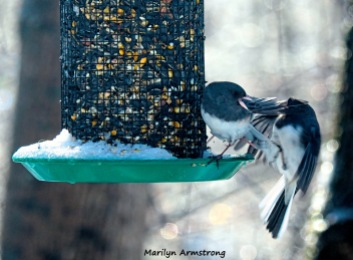 300-fighting-juncos-frozen-monday-birds-01212019_035