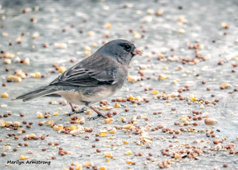 300-junco-on-the-table-first-friday-birds-01042019_021