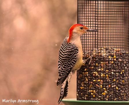 300-ladderback-redhed-woodpecker-final-tuesday-birds-01292019_220