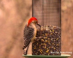 300-ladderback-redhed-woodpecker-final-tuesday-birds-01292019_221