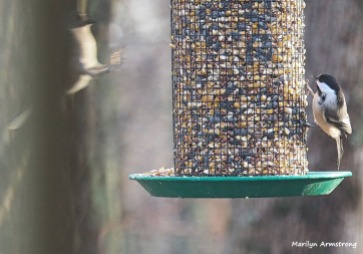 Titmouse in the air and Chickadee on the feeder