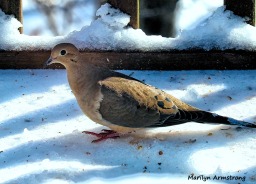 300-mourning-dove-hungry-birds-01222019_026