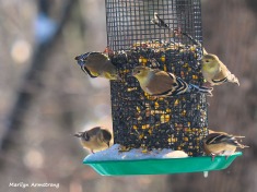 300-new-hungry-birds-01222019_093