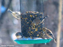300-new-hungry-birds-01222019_101