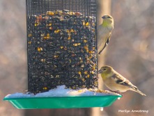 300-new-hungry-birds-01222019_110