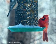 300-nuthatch-cardinal-frozen-monday-birds-01212019_045