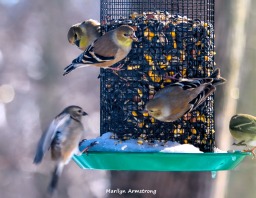 300-one-landing-and-more-hungry-birds-01222019_068