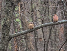 300-pair-mourning-doves-birds-01192019_017