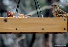 Pair of finches