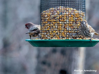 300-pari-of-red-finches-first-friday-birds-01042019_001