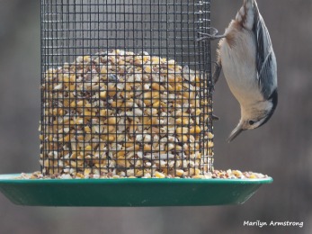 300-red-bellied-nuthatche-first-friday-birds-01042019_029