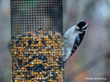 300-red-bellied-woodpecker-birds-12282018_054