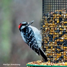 300-red-bellied-woodpecker-birds-12282018_058