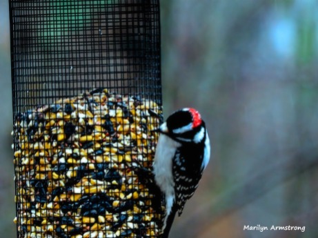 300-red-cap-woodpecker-new-first-friday-2-birds-12282018_322