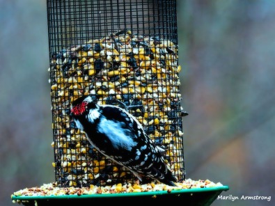 300-red-cap-woodpecker-new-first-friday-2-birds-12282018_323
