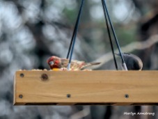 300-red-finch-and-junco-first-friday-birds-01042019_007