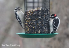 300-tw0-woodpeckers-tuesday-birds-01292019_317