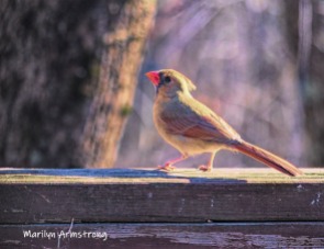 300-lady-cardinal-saturday-1a-morning-birds-02092019_057