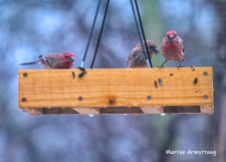 300-red-finches-rain-and-birds-02242019_015