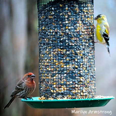Red and yellow finches