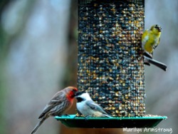 Two finches and a chickadee