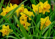 300-Daffodils-Flowers-04252019_136-sharpen