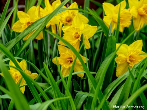 300-Daffodils-Flowers-04252019_137-sharpen