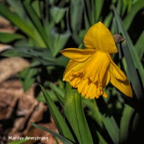 300-square-daffodils-04162019_001