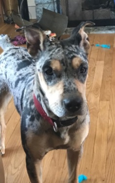 Houla at 14 months