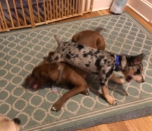 Houla and Remy wrestling