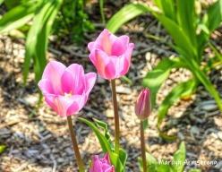 180-Pink-Tulips-Mumford-May-Mar-05072019_319