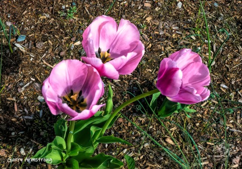 180-Tulips-Mumford-May-Gar-05072019_264