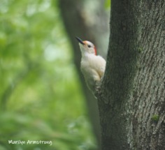 300-in-tree-red-belly-woodpecker-05192019_053