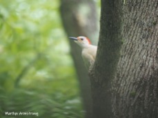 300-in-tree-red-belly-woodpecker-05192019_058