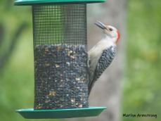 300-red-belly-woodpecker-05192019_010
