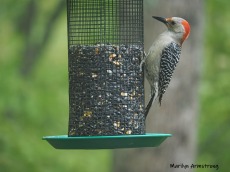 300-red-belly-woodpecker-05192019_035