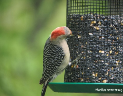 300-red-belly-woodpecker-05192019_049