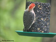 300-red-belly-woodpecker-05192019_051